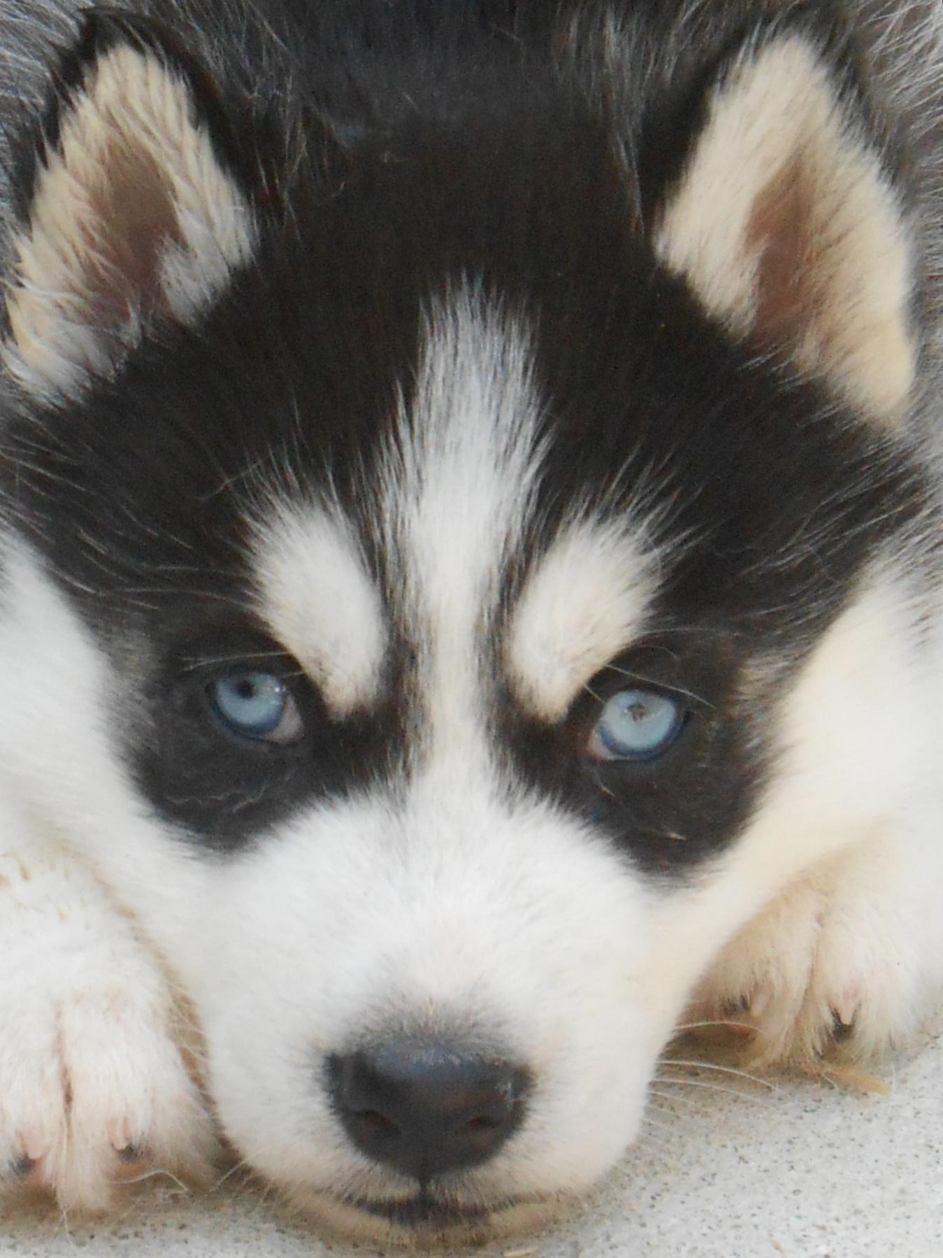Chiot 2019