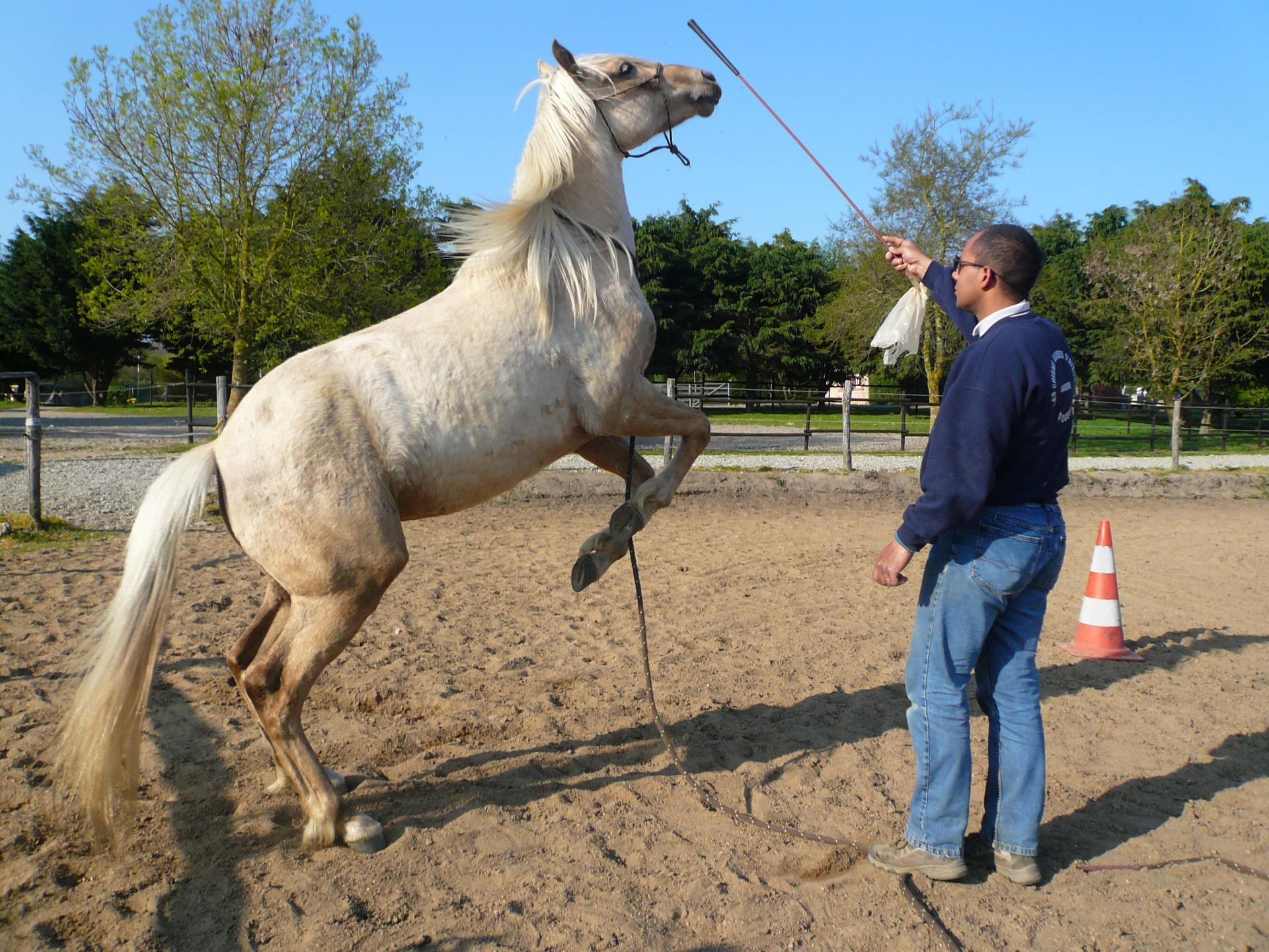 Dressage TIPI